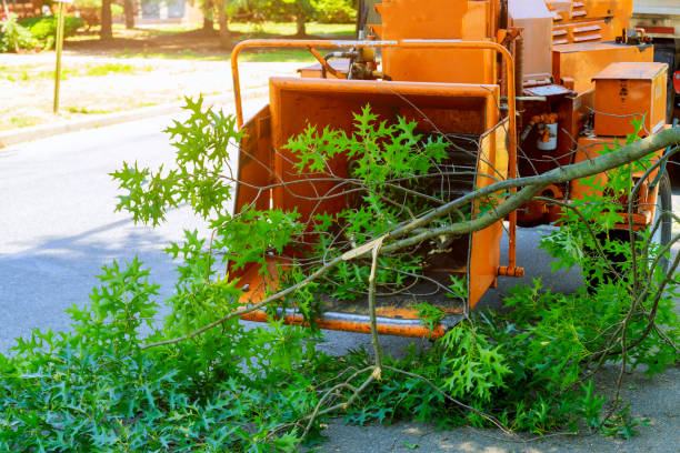 Best Tree Branch Trimming  in USA